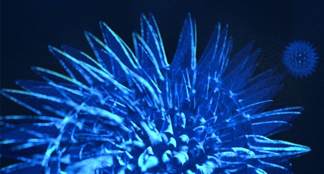 Virus